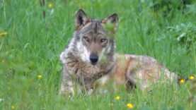 111 Wolfabschuss OÖ