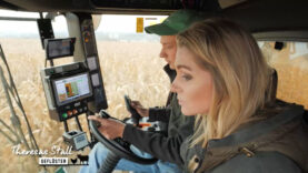 Stallgeflüster Mais