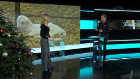 Best of Stallgeflüster