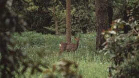 Fragen zur Jagd Ausrottung