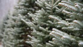 hartlauer schneewette