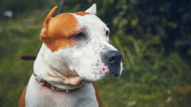 111 Gefährliche Hunderassen