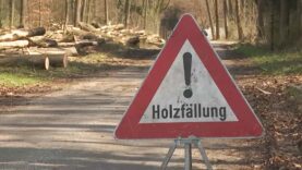 Holz EU-Verordnung