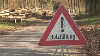 Holz EU-Verordnung