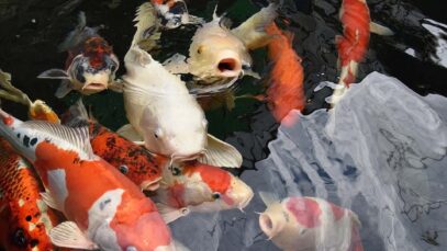Koi Karpfen