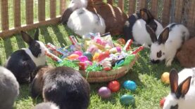 111 Frage der Woche Osternest