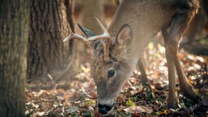 Fragen zur Jagd Tierbesitz