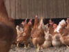 111 Hühner Stallpflicht