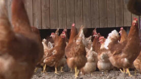 111 Hühner Stallpflicht