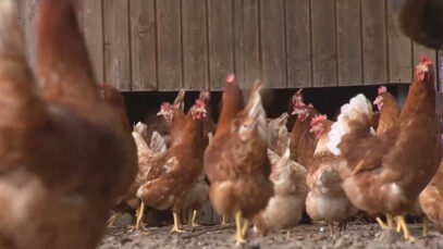 111 Hühner Stallpflicht