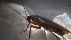 111 Kakerlaken Gastro