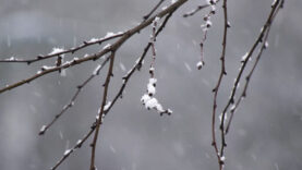 111 Obstbauern Frost