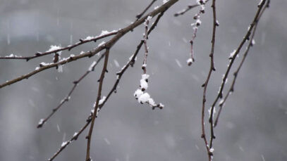 111 Obstbauern Frost