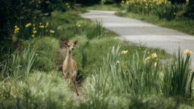 Fragen zur Jagd Wildtierbaby