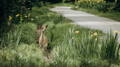 Fragen zur Jagd Wildtierbaby