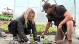 Stallgeflüster Gemüse