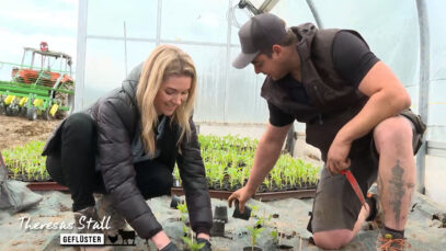 Stallgeflüster Gemüse