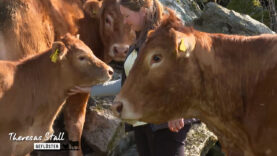 Stallgeflüster Kühe