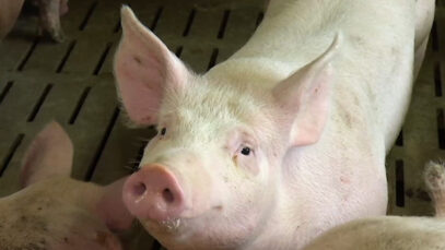 111 Vollspaltenböden