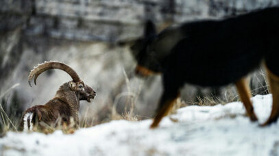 Fragen zur Jagd Jagdhund