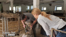 Stallgeflüster Merinoschafe