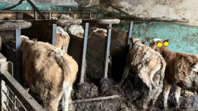 111 Tierquäler Vöcklabruck Rinder