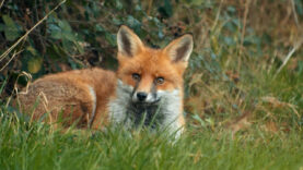 111 Fuchs Jagdregeln