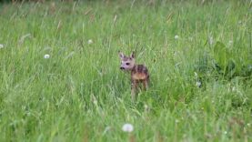 111 Tote Rehkitze FPÖ