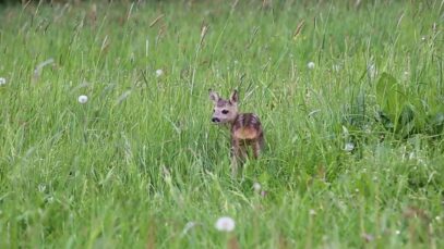 111 Tote Rehkitze FPÖ