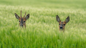 Fragen zur Jagd Wildbestand