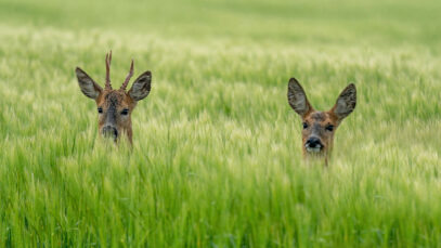 Fragen zur Jagd Wildbestand