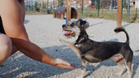 111 Linkshänder Tiere