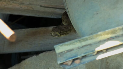 111 Schlange Leonding