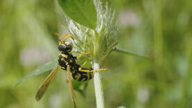 111 Wespen Deutschland