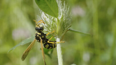 111 Wespen Deutschland