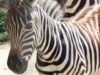 111 Zebra Zoo Linz