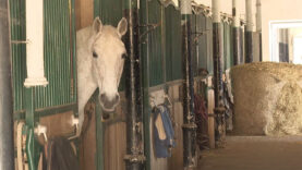 Pferdezentrum Stadl-Paura