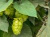 hopfen