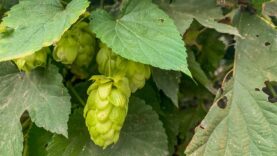 hopfen