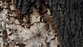 111 Borkenkäfer Update