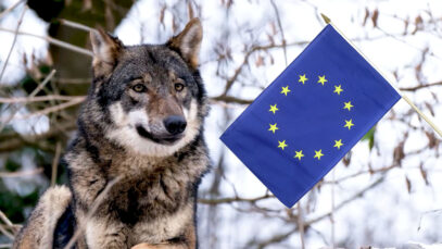 111 EU Wolfabschuss