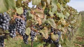 Weinabend landhotel Grünberg