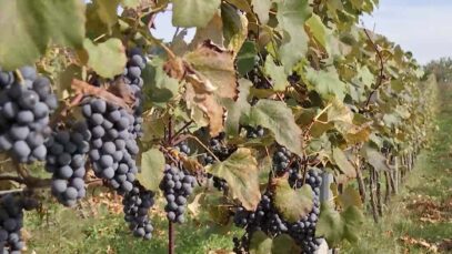 Weinabend landhotel Grünberg