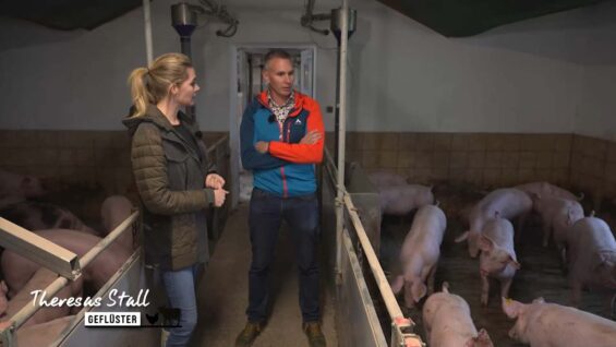 schweine