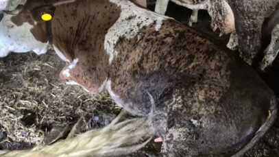 111 Tierquäler Geldstrafe