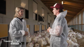 Stallgeflüster Pute