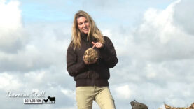 Stallgeflüster Rüben