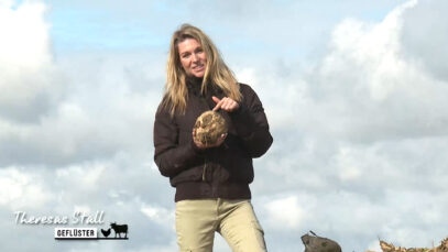 Stallgeflüster Rüben