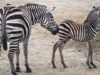 111 Zebrababy Schmiding