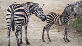 111 Zebrababy Schmiding